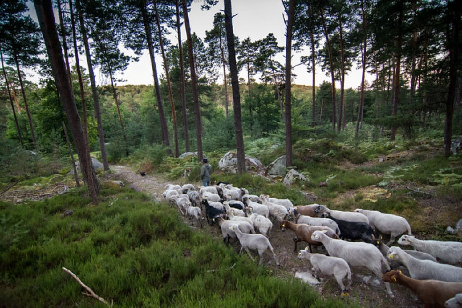Fontainebleau Forest