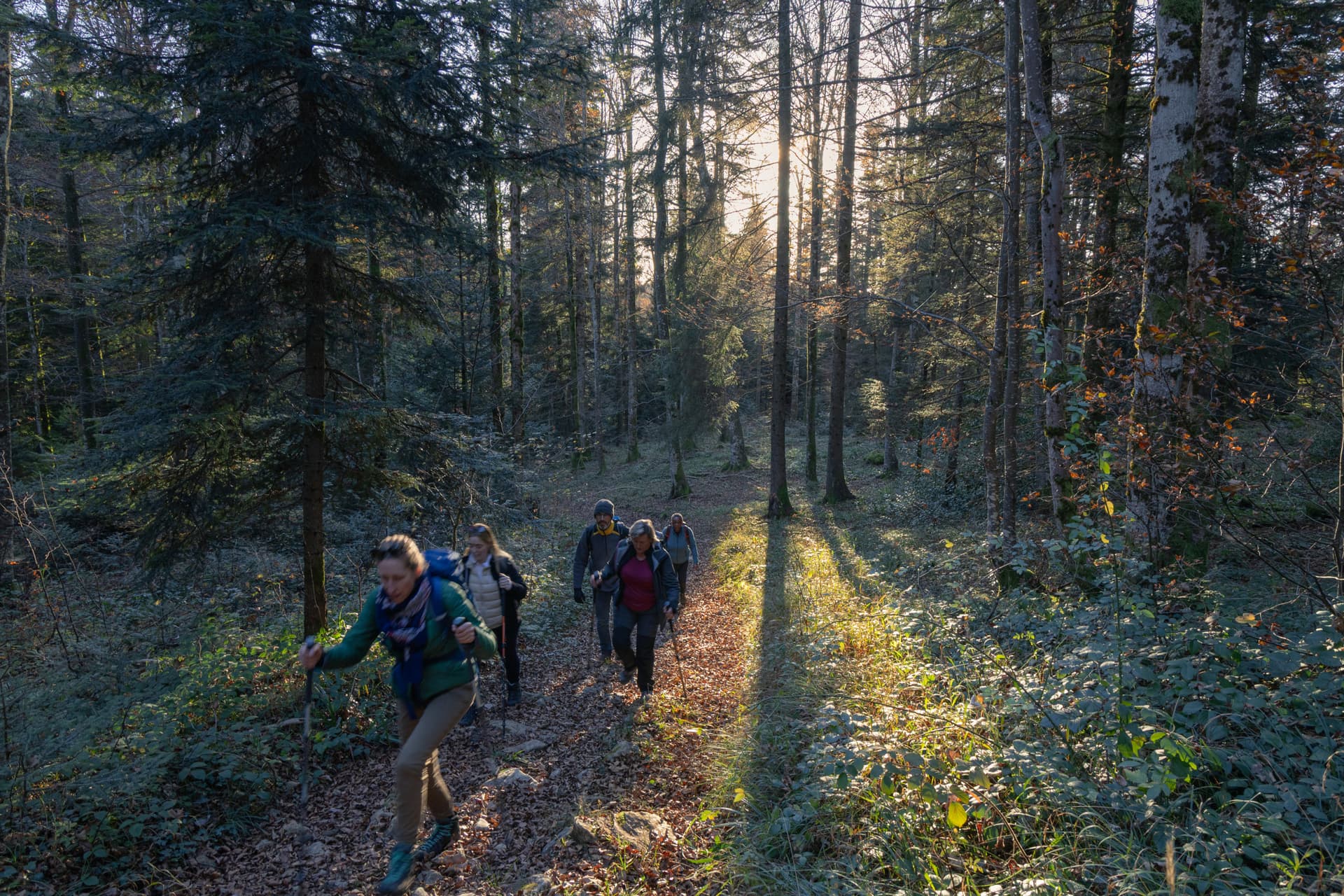 Morning hide in the Jura