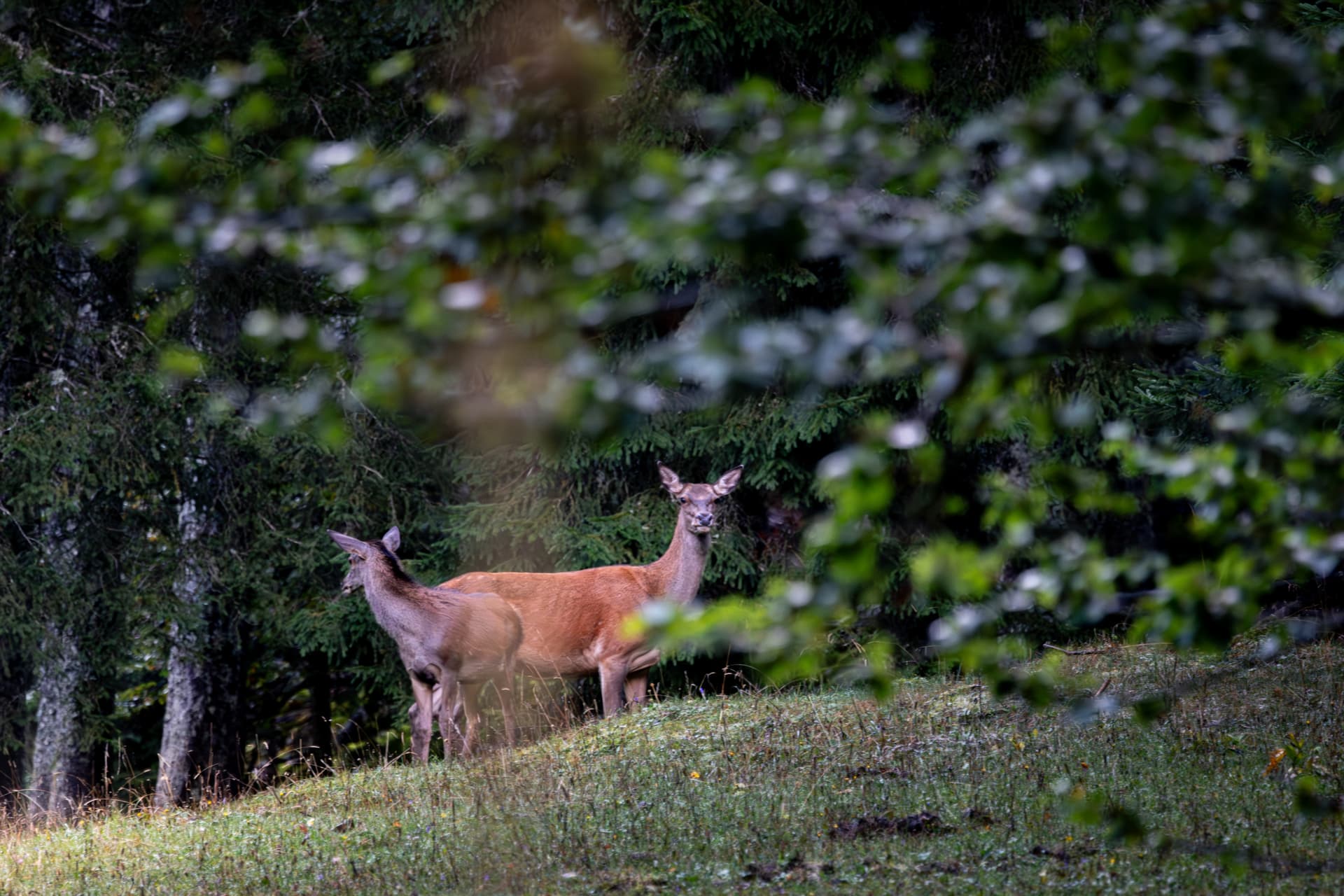 Deer tracking and yurt overnight stay