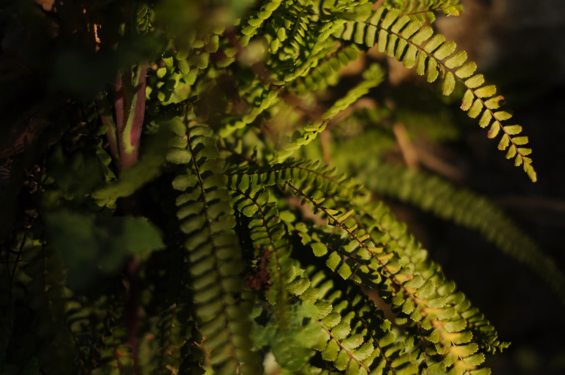 Vallon de Montlouvier and its Druidic Forest