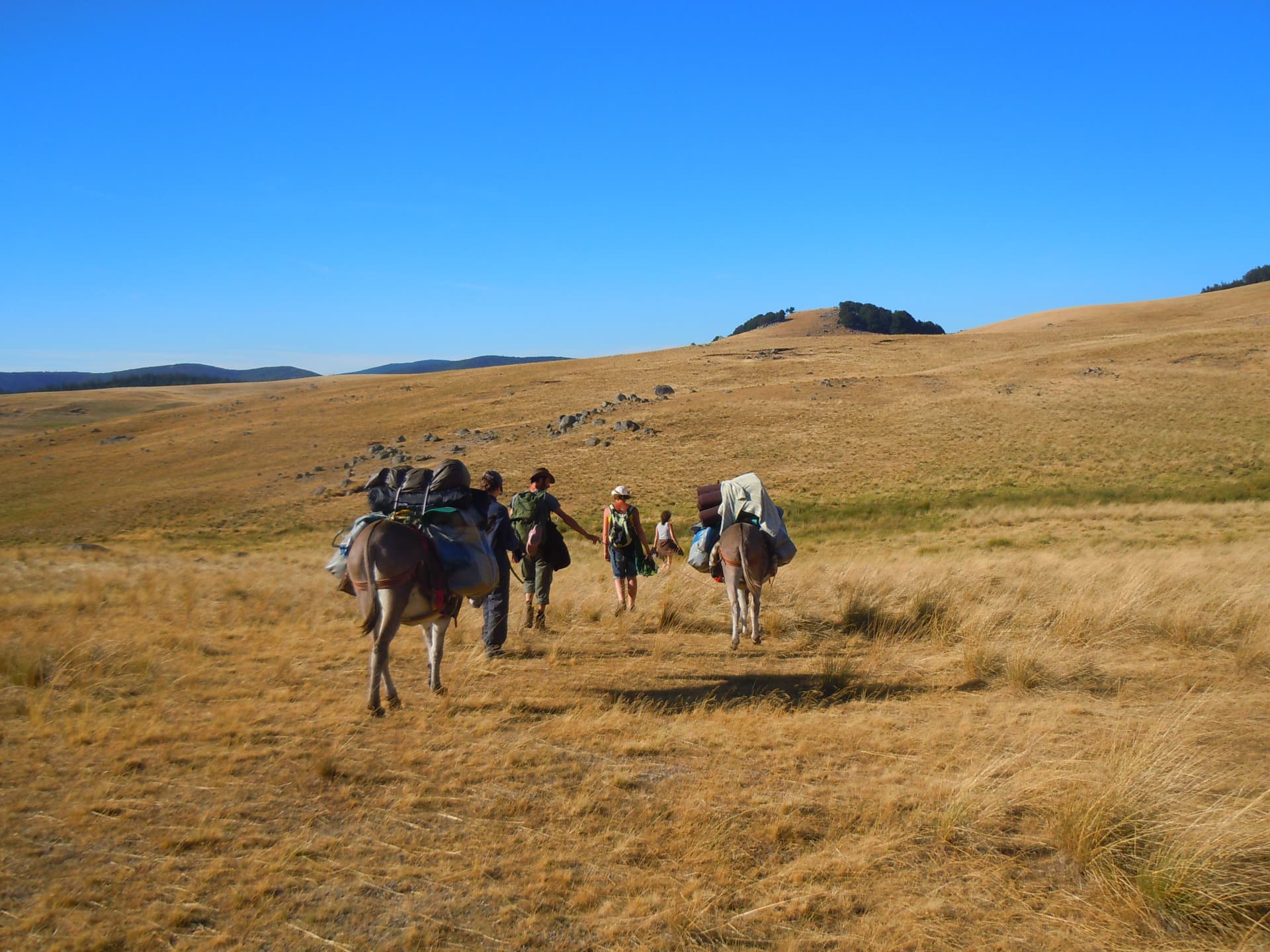 Between forests and pastures